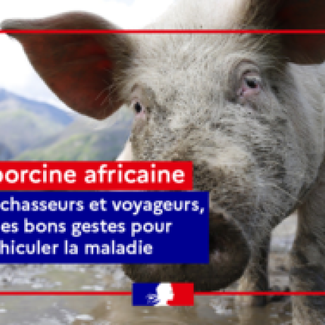 Attention-a-la-Peste-Porcine-Africain