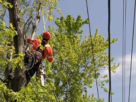 illustration_elagage