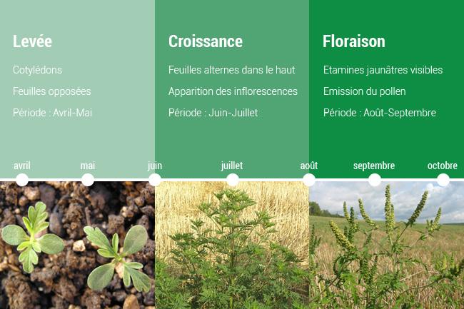 développement Ambroisie